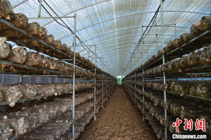 四川盐源：苹果树废枝“滋养”菌菇产业撑起“致富伞”