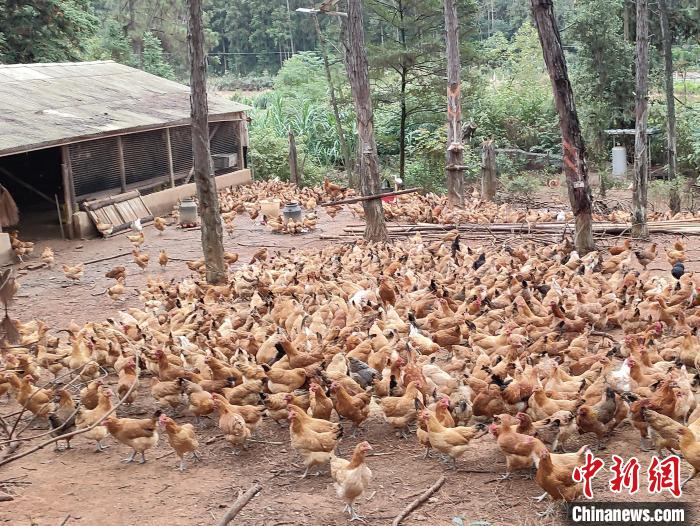 （乡村行·看振兴）江西安义：挖掘林下经济潜力 探寻增收致富秘方