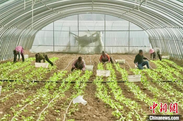 宁夏隆德：8500亩供港菜 “蔬”写致富“钱”景